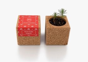 Custom Christmas tree growing kit