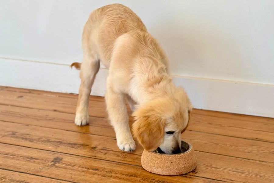 Custom cork pet feeder