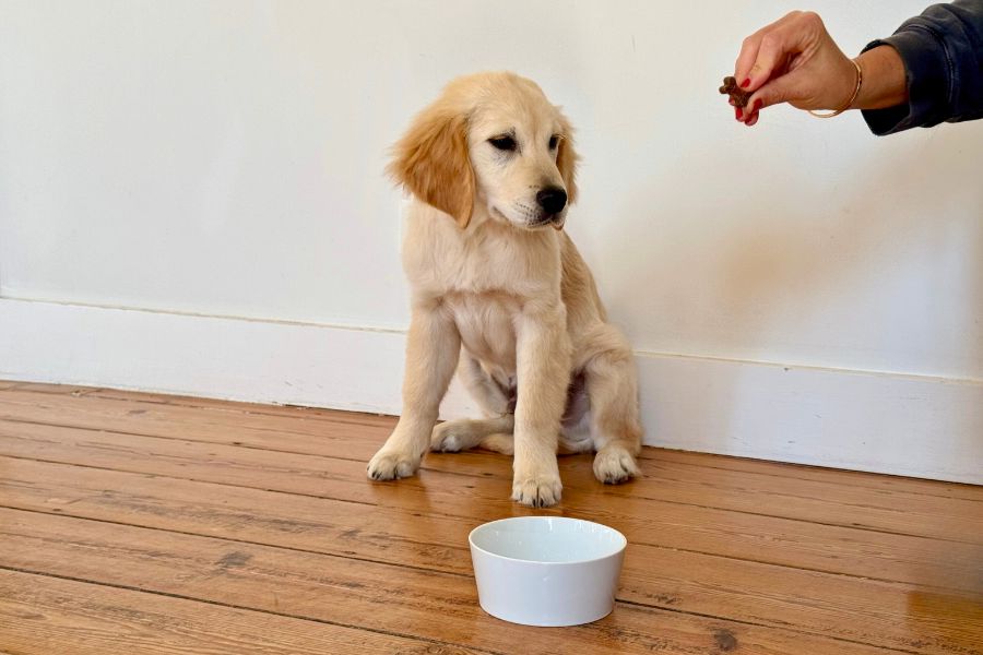 Custom porcelain pet feeder