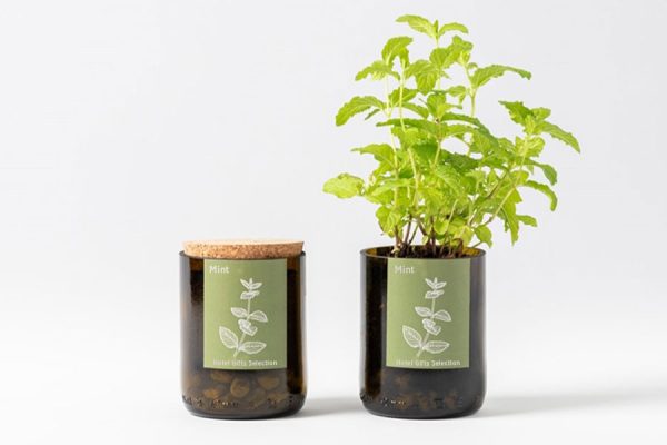 Custom herb growing kit ; Kit de plantation personnalisé